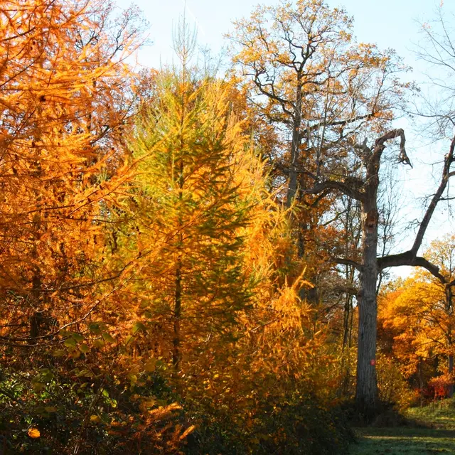 bois de bagatelle Houbart 1.JPG