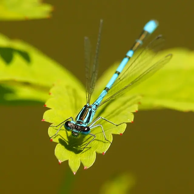 agrion jouvencelle c Houbart marc.JPG