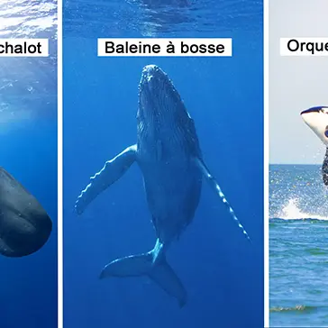 BALEINE.jpg