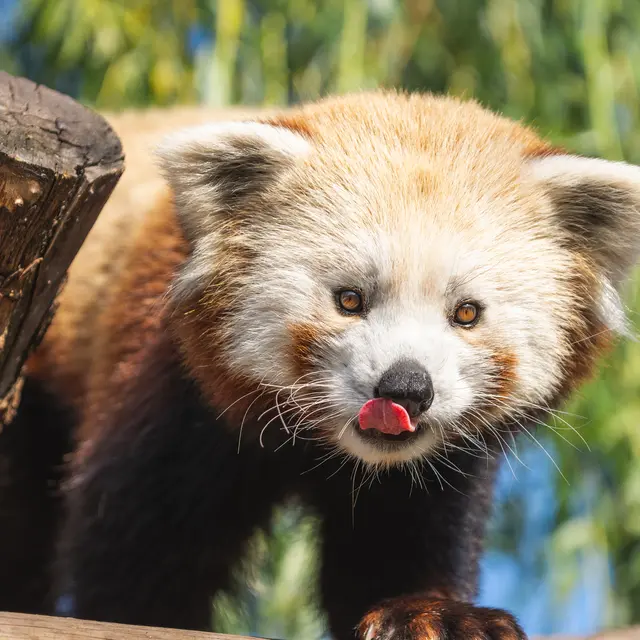 Bio-topia Panda roux ©CUD.jpg