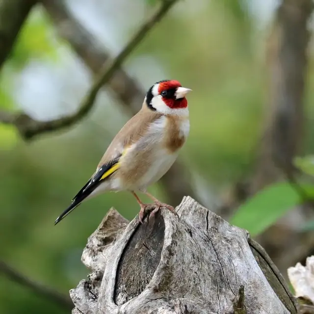 chant-oiseau.jpg