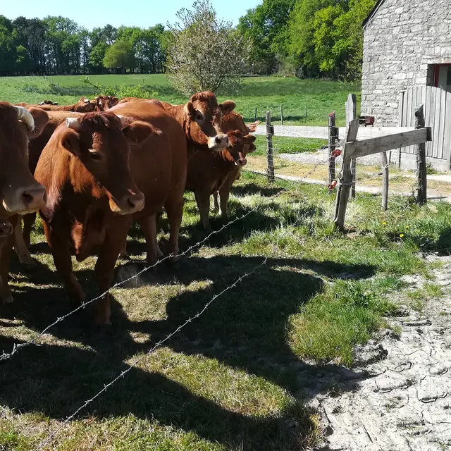 IMG_20200415_155237 - Anne Fleury.jpg