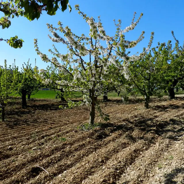 sentier cerise 17.jpg