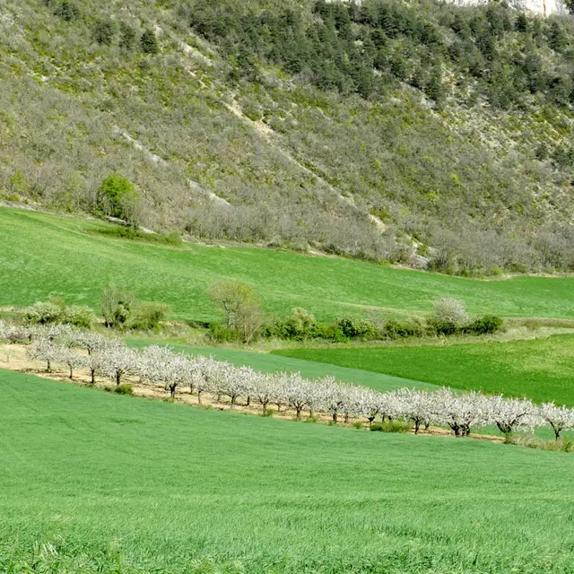 sentier cerise 8.jpg