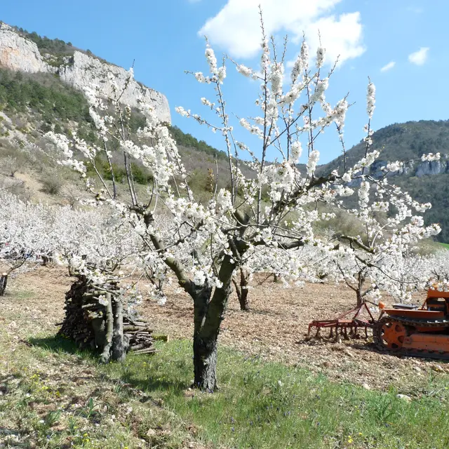 NATURE cerisiers 15.JPG