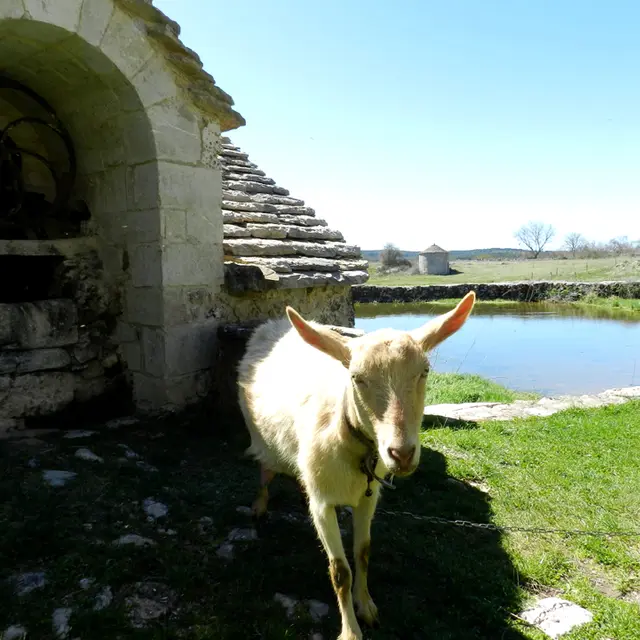 lavogne et chèvre.jpg