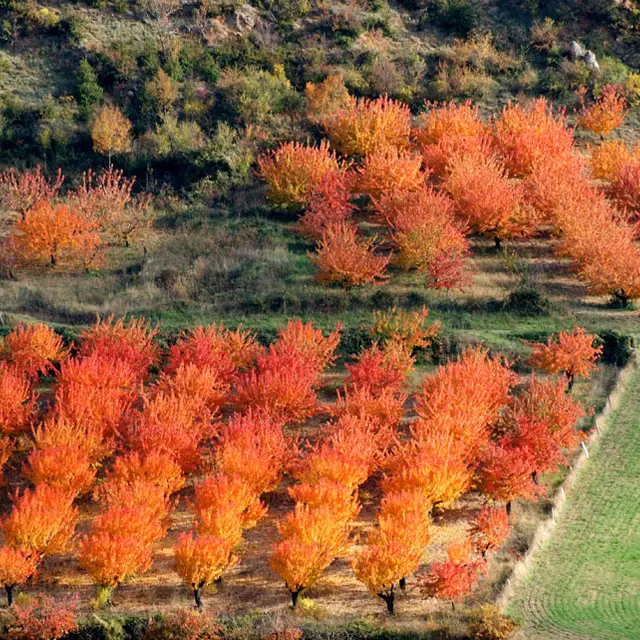 Cerisiers automne.jpg