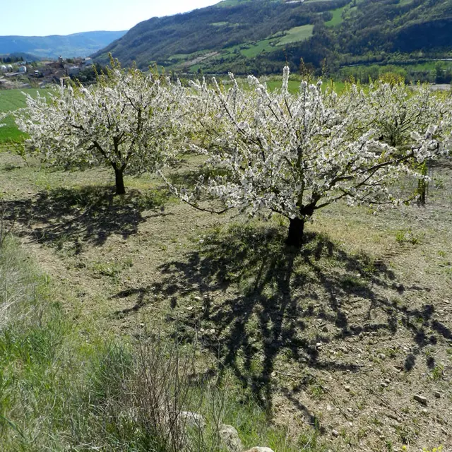 sentier cerise 13.jpg