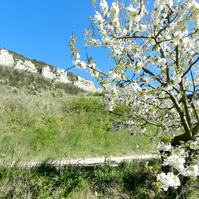 sentier cerise 14.jpg