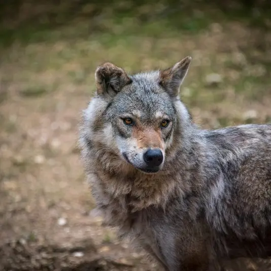 PCU_Arrivee_Loups 1_L-Taiga - DAN_2570_Web_Parc du Thot_Thonac_mai 2017© Dan Courtice©Semitour Périgord