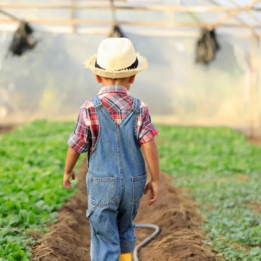 An Asian boy is walking around looking at vegetable plots in an organic greenhouse.