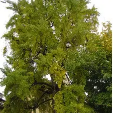 Photo arbre