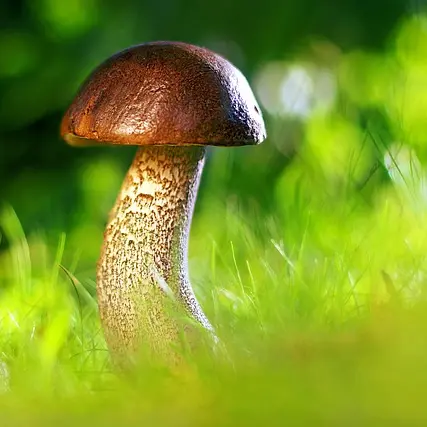 mushroom-3587888_640