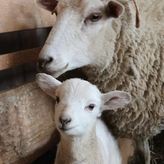 mgosv1830-sheep