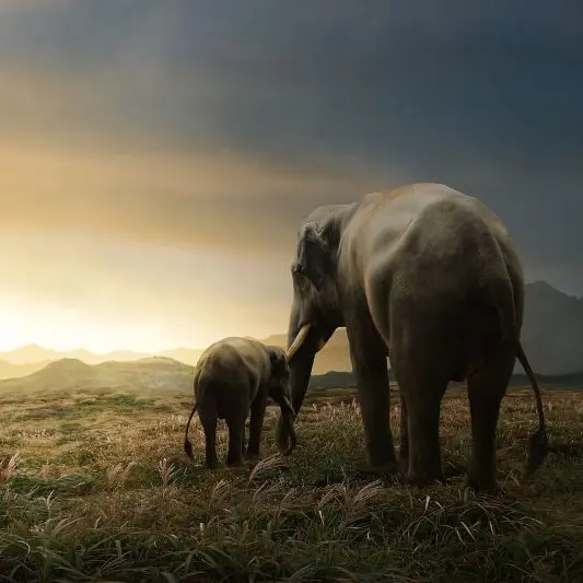 mother-elephant©Jakkarin Manwicha de Pixabay