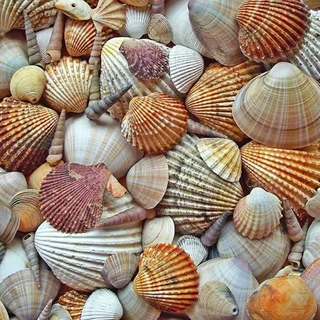 mrgajowy3-seashell