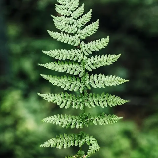 olena-bohovyk-r0M9HrfJMBM-unsplash