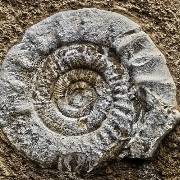 ammonite-3235509_1280©Wolfgang Eckert de Pixabay
