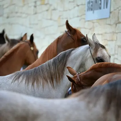 animals-3791949_640