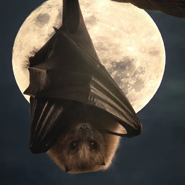 bat@ELG21