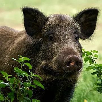 boar-8217824_640