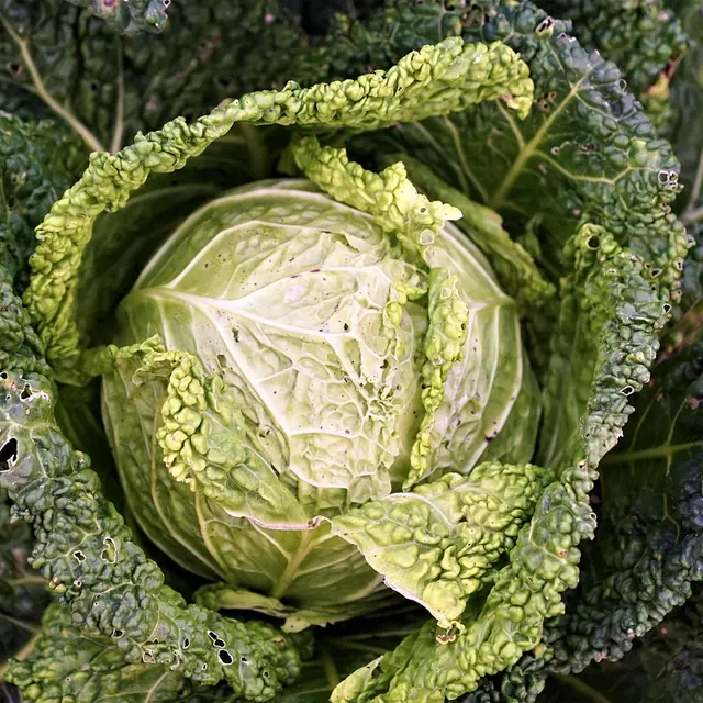 cabbage-perigordnoir-vallee-dordogne