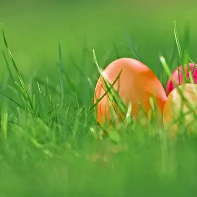 chasse aux oeufs