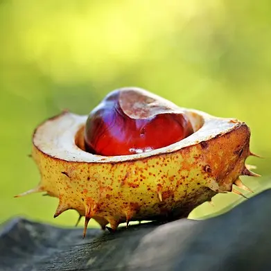 chestnut-1698730_640