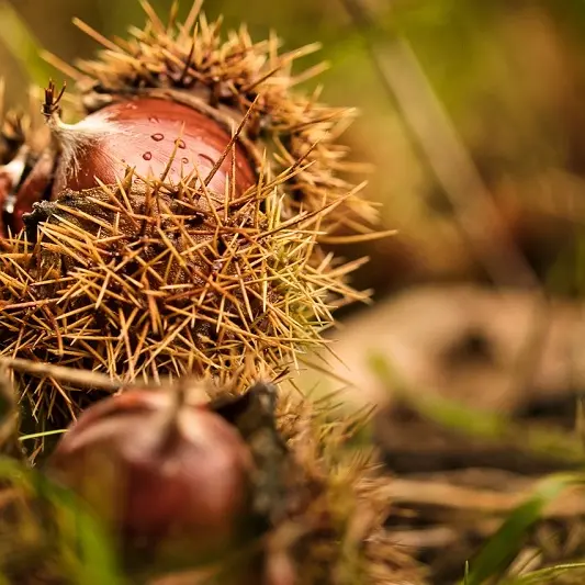 chestnut©Nico Franz de Pixabay