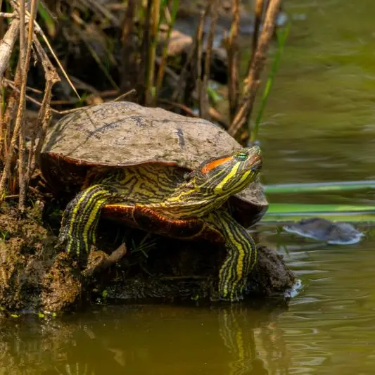 chris-mclaughlin-GoiVNGwgXsk-unsplash©Chris McLaughlin