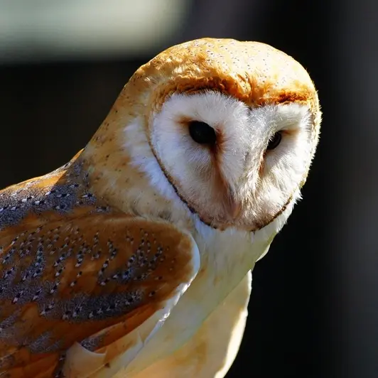 closeup-shot-cute-white-brown-owl-blurred-background
