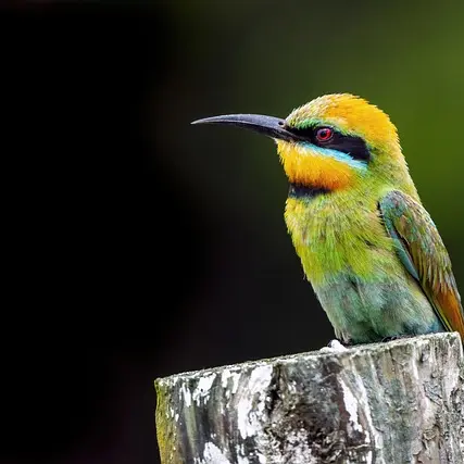 davidclode-bee-eater-9256610_640 (1)