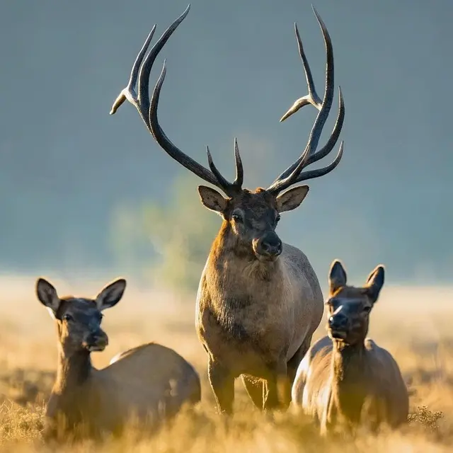 deer-7843176_640