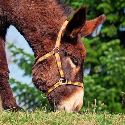 donkey-1268897_640