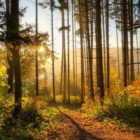 forest©Albrecht Fietz de pixabay