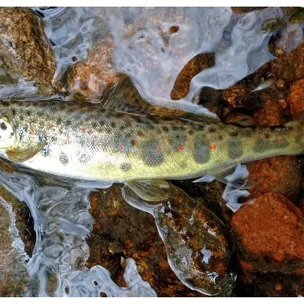 guisatory-tacon-2292550_640