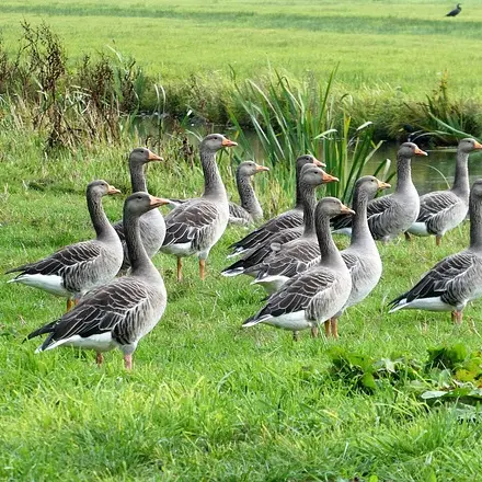 geese-7898732_640