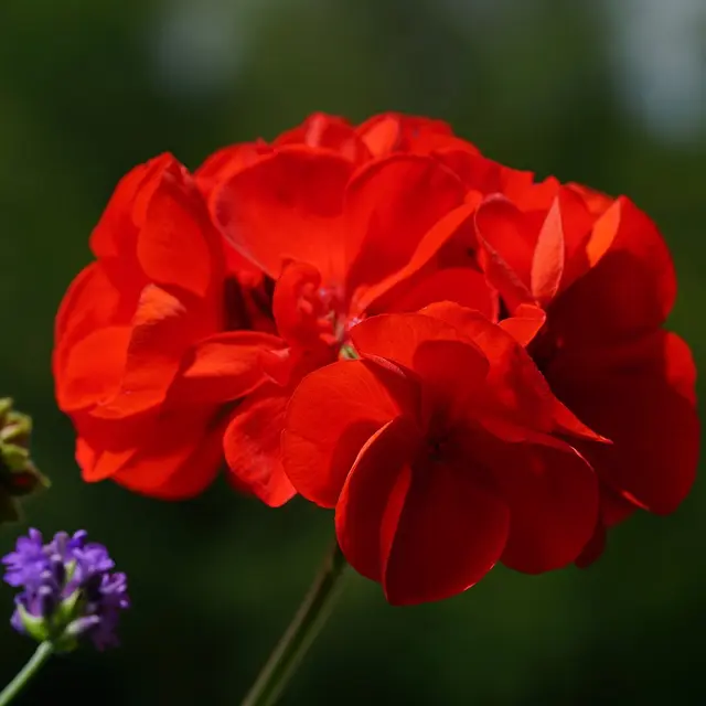 geranium-4333041_1280