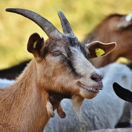 goat-4366206_640