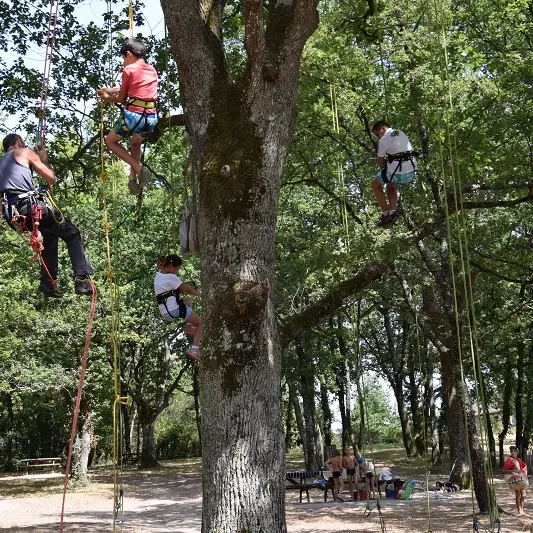 grimpe arbres
