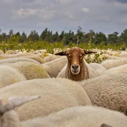 herd-of-sheep-7392366_640
