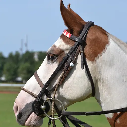 horse-2651713_640