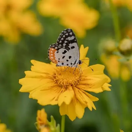 indian-red-pierrot