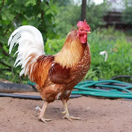 irina_kukuts-rooster-2525749_640