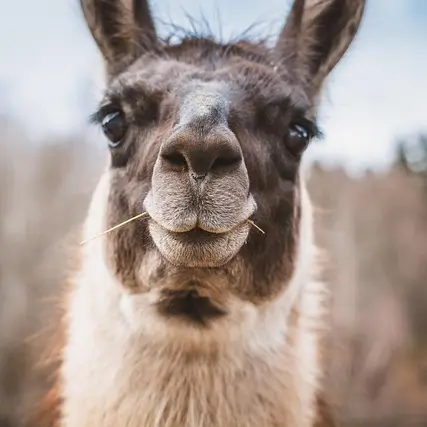 lama-7024125_640