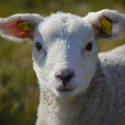 lamb-3431395_640