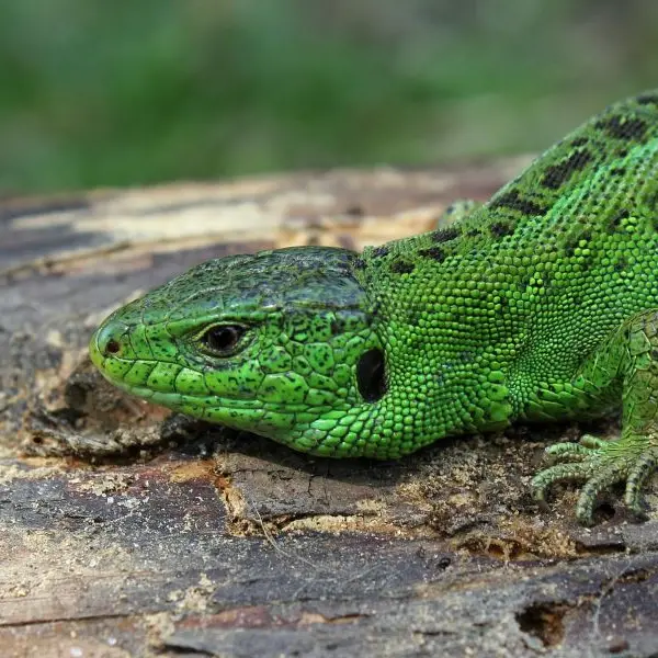 lizard©Wikilmages de pixabay