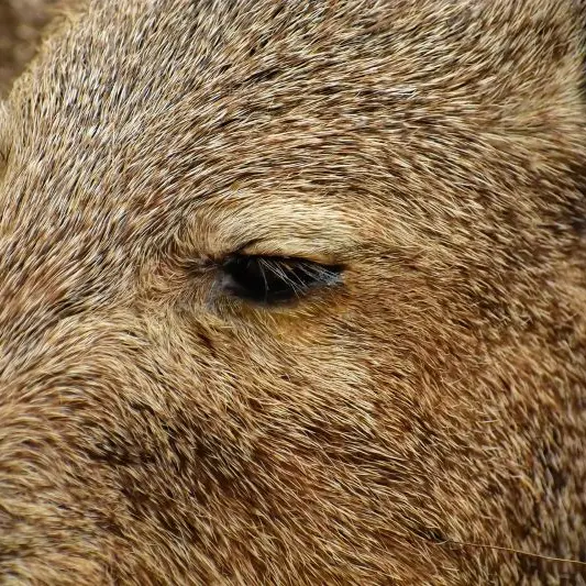 ray_shrewsberry-wild-boar-eye©Ray Shrewsberry de Pixabay