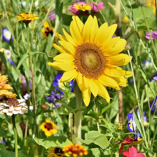 sunflowe@Ralph de Pixabay