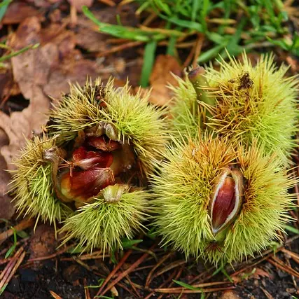 sweet-chestnuts